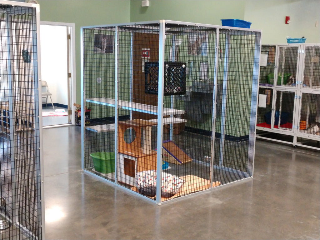 Interview with Pam Miller | Safe Haven for Cats